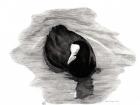 Coot of London, 2013 (charcoal on paper)