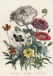 Poppies, plate 4 from 'The Ladies' Flower Garden', published 1842 (colour litho)