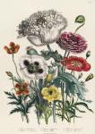 Poppies, plate 4 from 'The Ladies' Flower Garden', published 1842 (colour litho)