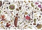Herbarium Specimen Painting sheet 3, 2006-09 (w/c on paper)