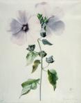 Musk Mallow, 18th century