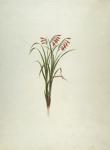 Unidentified Plant with Flowers (w/c over graphite on paper)