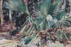 Palmettos, 1917 (w/c, graphite, and wax crayon on white wove paper)