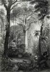 Scene in a Brazilian Forest engraved by J.Bishop (engraving) (b/w photo)