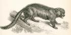 The wolverine aka glutton, carcajou, skunk bear or quickhatch, Gulo gulo. From The National Encyclopaedia, published c.1890.