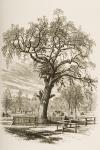 Liberty Tree, Boston Common, in c.1870, from 'American Pictures' published by the Religious Tract Society, 1876 (engraving)