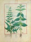 Ms Fr. Fv VI #1 fol.156r Urticaceae (Nettle Family) Illustration from the 'Book of Simple Medicines' by Mattheaus Platearius (d.c.1161) c.1470 (vellum)