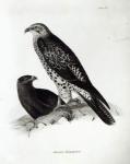 Birds of Prey, plate 2 from 'The Zoology of the Voyage of H.M.S Beagle, 1832-36' by Charles Darwin (litho) (b/w photo)