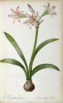 Amaryllis Vittata, from `Les Liliacees' by Pierre Redoute, 8 volumes, published 1805-16, (coloured engraving)