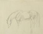 A horse grazing (graphite on paper)