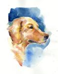 Golden Retriever, 2015, (watercolor)