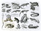 Batrachians and other Amphibia (litho) (b/w photo)