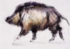 Wild Boar, 1999 (graphite, conte and charcoal on paper)