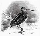 The Common Snipe,  illustration from 'A History of British Birds' by William Yarrell, first published 1843 (woodcut)