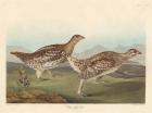 Sharp-tailed Grous, 1837 (coloured engraving)