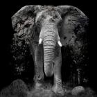 The Disappearance of the Elephant, 2014, (Direct Print on Brushed Aluminium, BUTLERFINISH® Look)