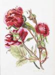 Red Rose Spray,2001, (w/c on handmade water colour board)