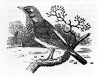 The Fieldfare, illustration from 'A History of British Birds' by Thomas Bewick, first published 1797 (woodcut)