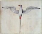 Tropic Bird (litho)