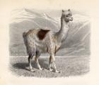 The Llama, engraved by E. Ramus (coloured engraving)