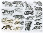 Carnivorous Animals (litho) (b/w photo)