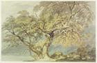 A Great Tree, c.1796 (w/c over graphite on paper)