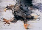 Talons - White tailed Sea Eagle, 2001 (charcoal & conte on paper)