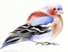 Colourful Chaffinch, 2011, (ink on paper)