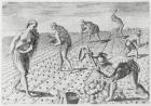Florida Indians planting maize, from 'Grandes Voyages', 1591, written and engraved by Theodor de Bry (1528-98) (engraving) (see also 180136)
