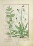 Ms Fr. Fv VI #1 fol.113 Mint and Plantain, or Ribwort, illustration from 'The Book of Simple Medicines' by Mattheaus Platearius (d.c.1161) (vellum)