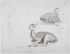 Studies of young Pallah Deer Resting, c.1802 (w/c & graphite on paper)