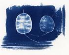 Honesty seed heads, 2013 (cyanotype)