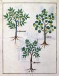 Ms Fr. Fv VI #1 fol.165v Illustration from the 'Book of Simple Medicines' by Mattheaus Platearius (d.c.1161) c.1470 (vellum)