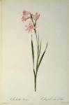 Gladiolus Carneus, from `Les Liliacees', 1804 (coloured engraving)