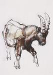 Young Ibex, Gran Paradiso, 2005 (charcoal & conte on paper)