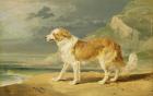 Rough-coated Collie, 1809 (oil on board)