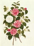 Camellia (double white and striped) from "A Monograph on the Genus of the Camellia" (colour lithograph)