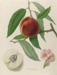 Nectarine: Neals Early Purple (coloured engraving)