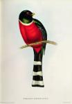 Trogon Mexicanus