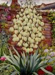 Flowering Yucca (watercolour on paper)