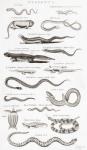 Different types of Reptiles (engraving)