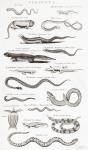 Different types of Reptiles (engraving)