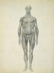 The Human Figure, anterior view, from the series 'A Comparative Anatomical Exposition of the Structure of the Human Body with that of a Tiger and a Common Fowl', 1795-1806 (graphite on paper)