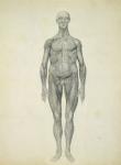 The Human Figure, anterior view, from the series 'A Comparative Anatomical Exposition of the Structure of the Human Body with that of a Tiger and a Common Fowl', 1795-1806 (graphite on paper)