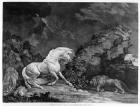 A Horse Affrighted by a Lion, engraved by the artist, 1777 (etching)