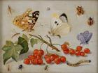 A still life with sprig of Redcurrants, butterflies, beetles, caterpillar and insects (oil on copper)