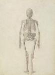 A Comparative Anatomical Exposition of the Structure of the Human Body with that of a Tiger and a Common Fowl: Human Skeleton, Posterior View, 1795-1806 (pencil on paper)