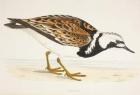 A Turnstone, from a 19th century print c.1877 (colour litho)