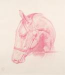 Portrait Head, 2010 (red chalk on paper)
