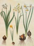 Narcissus tazetta, narcissus orientalis and corbularia bulbocodium from the album Gottorfer Codex, c.1650 (gouache on parchment)